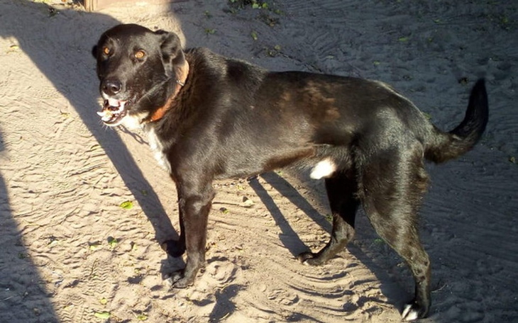 Zbiórka Doro - pobity pies - zdjęcie główne