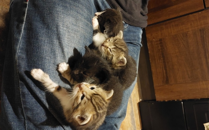 Zbiórka Na wyrzywienie kociat - zdjęcie główne