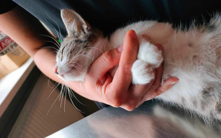 Zbiórka Jestem sierotą-czy stracę życie - zdjęcie główne