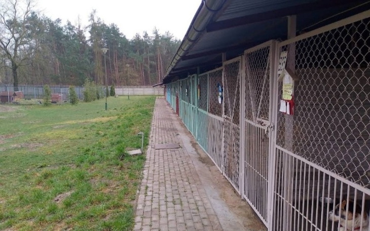 Widok na schronisko dla zwierząt z zamkniętymi boksami.