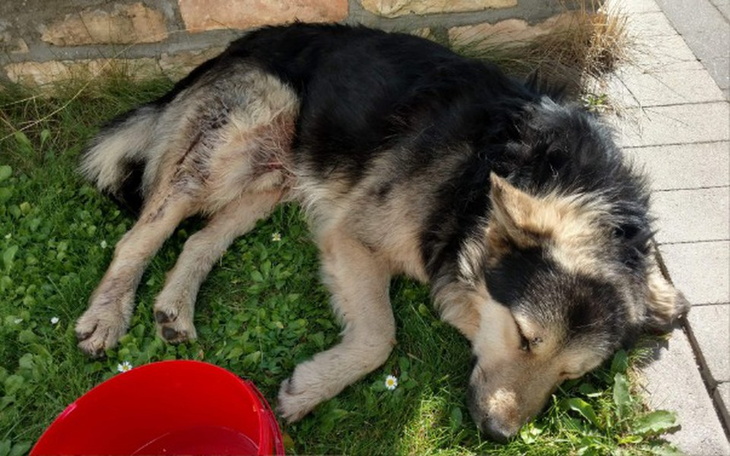 Zbiórka BAJTEK cudem uniknal Radys - zdjęcie główne