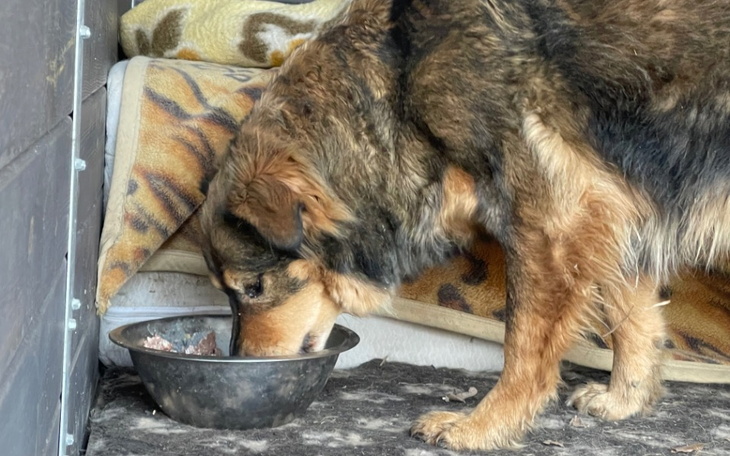 Pies jedzący z miski w schronisku.