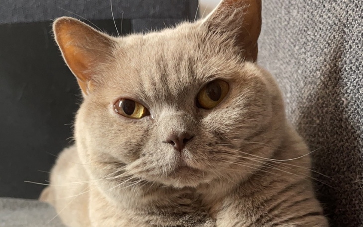 Szary kot z wyrazem twarzy, leżący na kanapie.