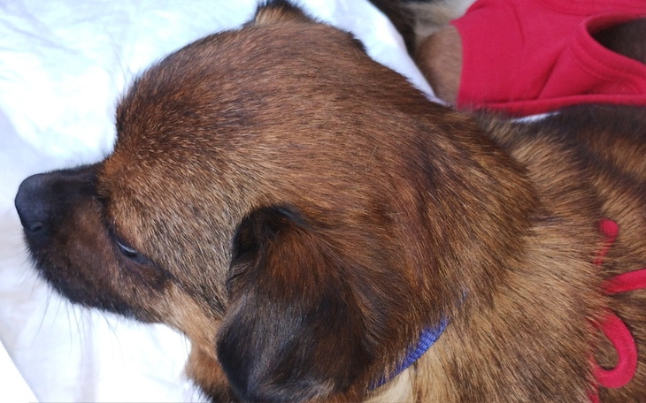 Zbiórka Leczenie kosmusiów - zdjęcie główne