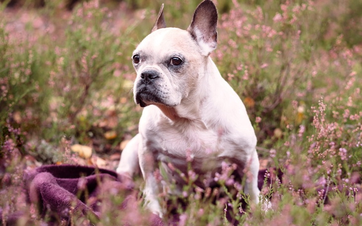 Zbiórka Dajmy rakowi Fraszki popalić - zdjęcie główne