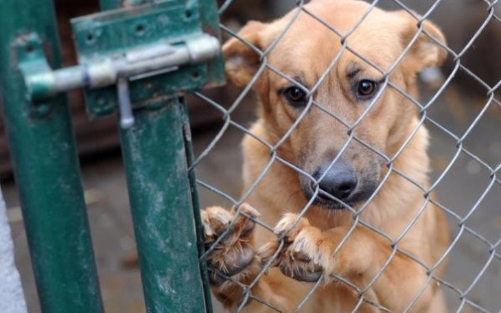 Zbiórka Na ratunek psiakom! - zdjęcie główne