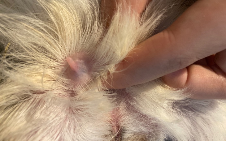 Zbiórka PILNE Operacja guza u swinki - zdjęcie główne