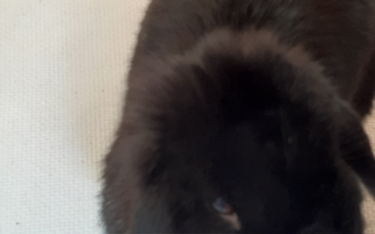 Zbiórka Dla Stefanka - zdjęcie główne