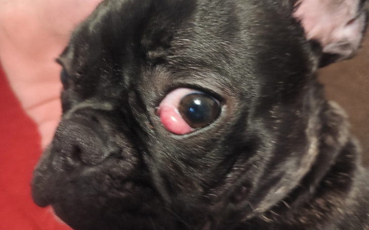 Zbiórka Na operację oka pieska 6 - zdjęcie główne