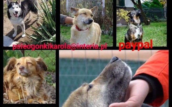 Zbiórka I Ty możesz pomoc Ogonkom - zdjęcie główne