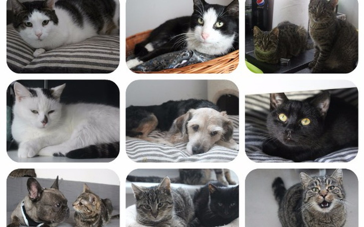 Zbiórka Specjalistyczna karma dla  kotów - zdjęcie główne