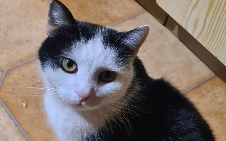 Kot o dwóch różnych oczach, siedzący na podłodze.