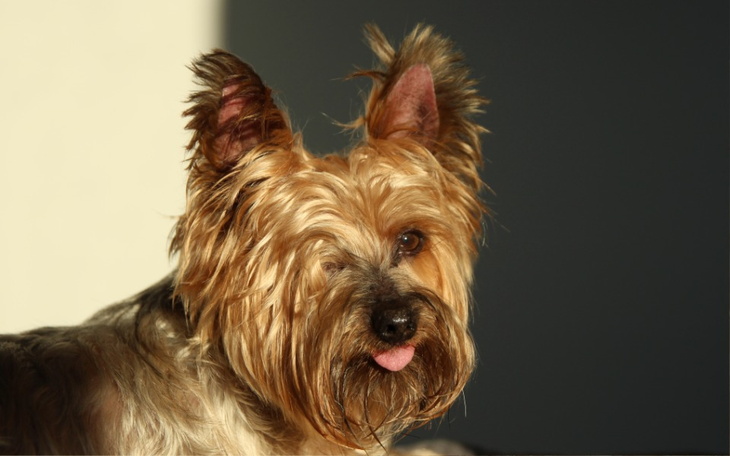 Zbiórka Operacja i leczenie dla Puni - zdjęcie główne