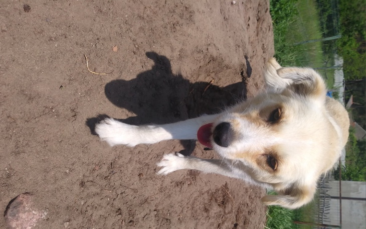 Zbiórka Tessa... pilna kastracja - zdjęcie główne