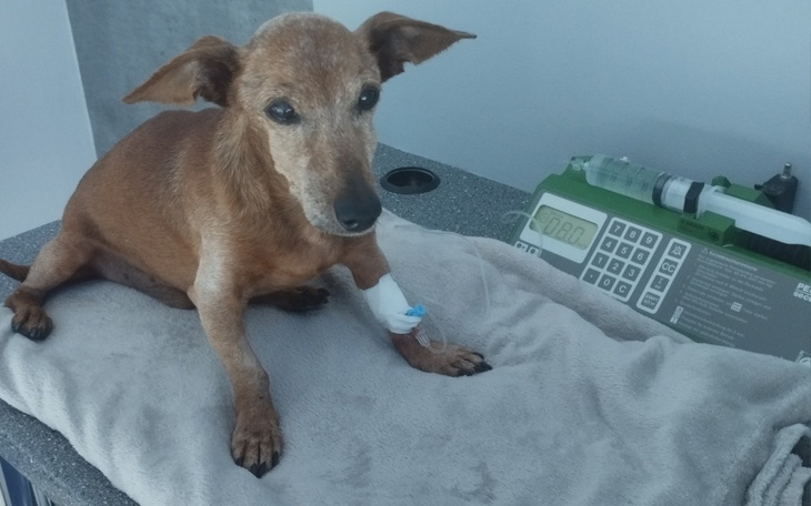 Zbiórka Ratowanie życia psa - zdjęcie główne