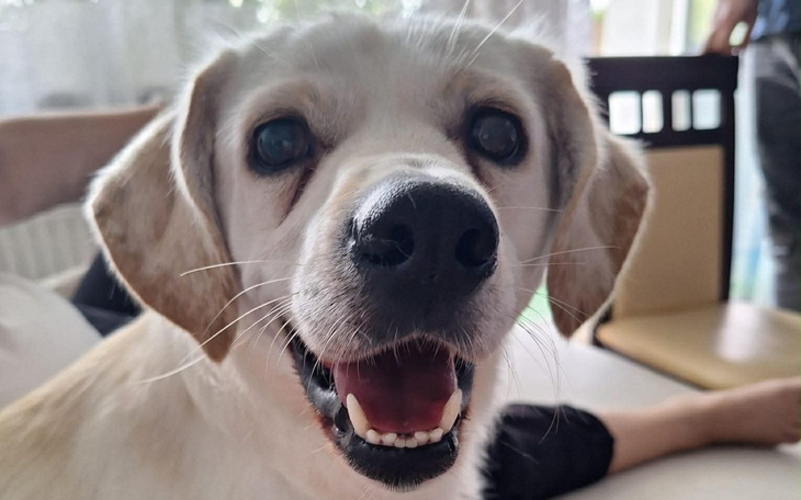 Uśmiechnięty pies rasy beagle z wyraźnymi oczami.