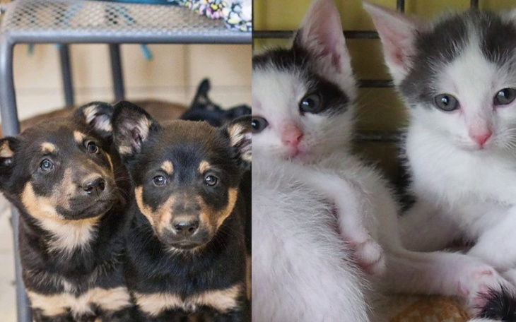 Zbiórka Pomoc dla TOZ-u we Wrocławiu - zdjęcie główne