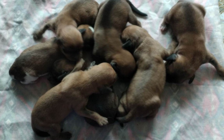 Zbiórka Dom czy łańcuch .. Ratujemy - zdjęcie główne