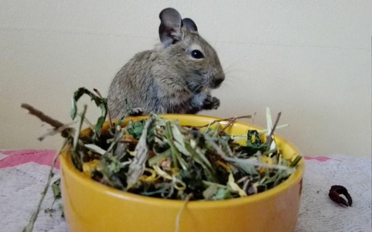 Zbiórka Zioła dla koszatniczek u Kociary - zdjęcie główne