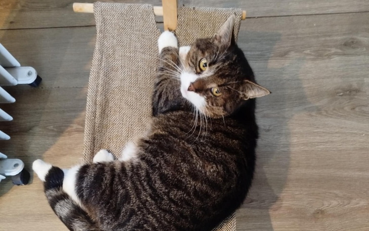 Kot leżący na specjalnym siedzisku w domu.