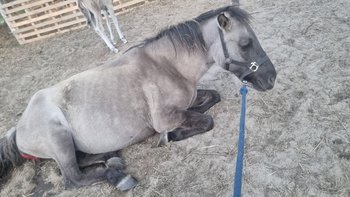 Zbiórka Ratowanie Życia Lusi - miniaturka zdjęcia