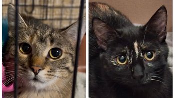 Zbiórka Na nowe życie Helenki i Milenki - miniaturka zdjęcia