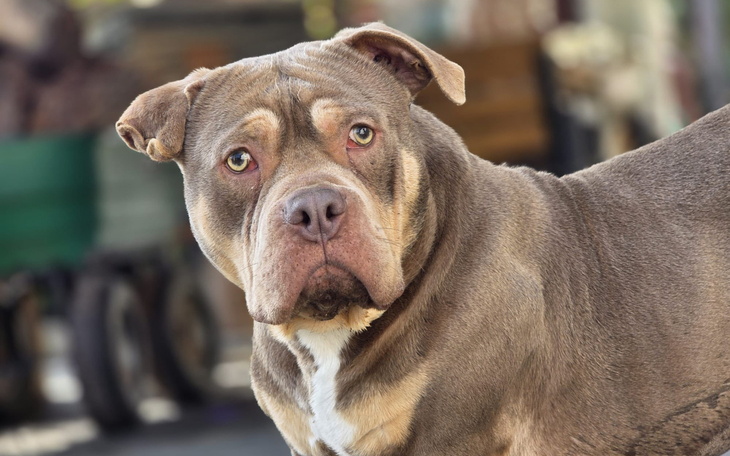 Pies rasy pitbull z wyrazem smutku.