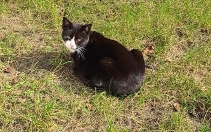 Zbiórka Smerfetka - małe nieszczęście - zdjęcie główne