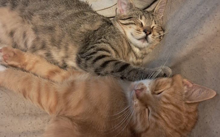 Zbiórka Kotki z lasu - zdjęcie główne