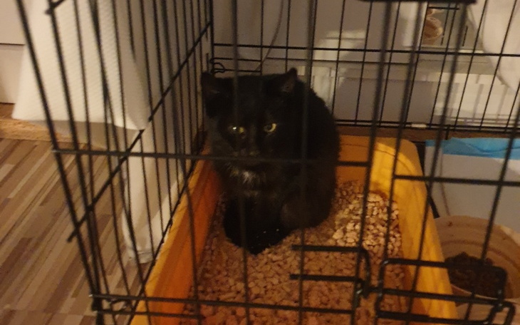 Czarny kot w klatce, wygląda na zaniepokojonego.