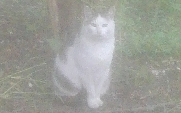 Zbiórka Stowarzyszenie Pomocy Zwierzętom - zdjęcie główne