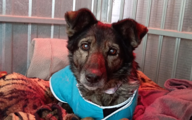 Pies w niebieskiej kurtce, siedzi w ciepłym miejscu.