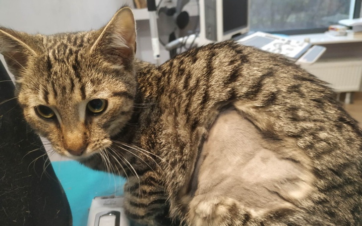 Kot po operacji, z widoczną raną na plecach, w klinice weterynaryjnej.