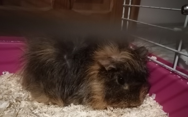 Zbiórka Leczenie Bruna - zdjęcie główne