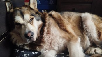 Zbiórka Operacja oczu Lemmy'ego - miniaturka zdjęcia