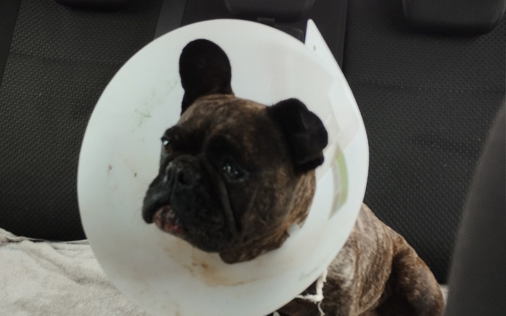 Zbiórka Urodzinowa zbiórka Malwiny - zdjęcie główne