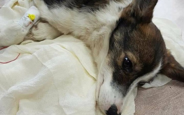 Zbiórka Mała Wiki żywcem oskalpowana - zdjęcie główne