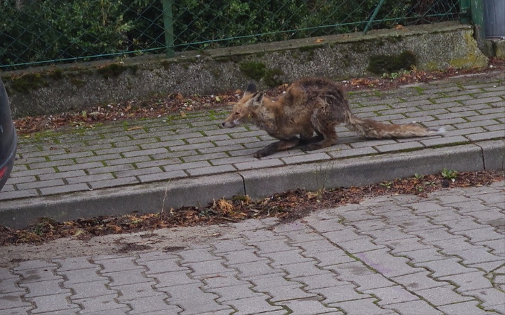 Zbiórka Na transport lisa do ośrodka na - zdjęcie główne