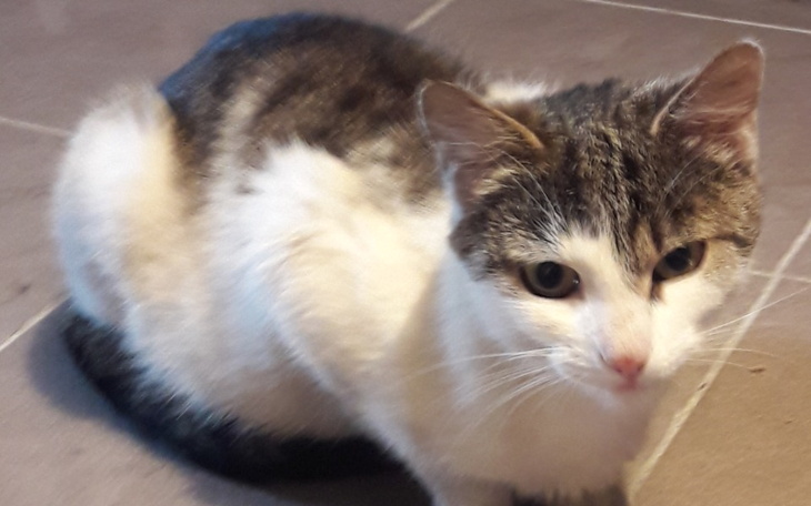 Zbiórka Kicia spod bloku - zdjęcie główne