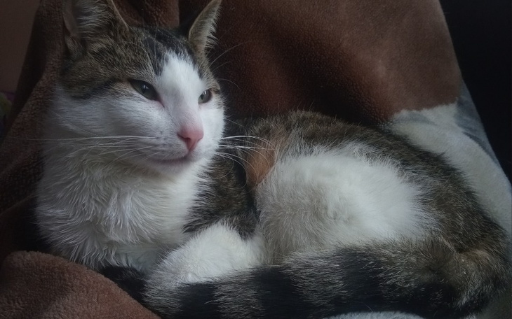 Zbiórka Ratunek dla Mefiego - zdjęcie główne