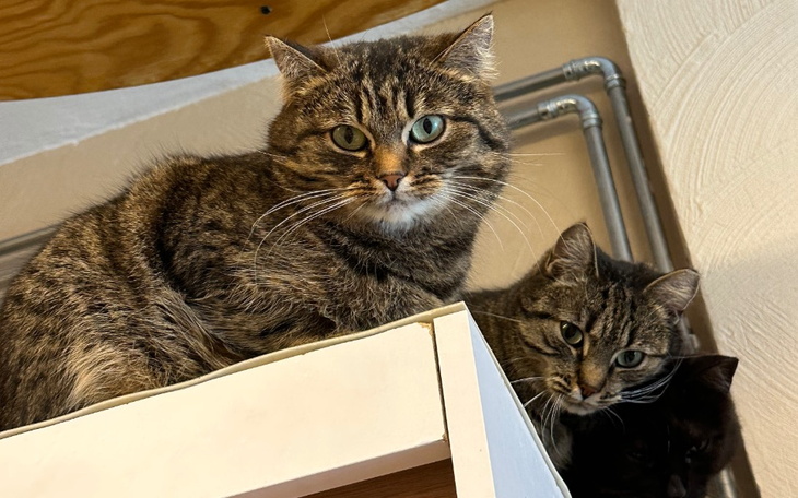 Zbiórka Napełniam kocie brzuszki - zdjęcie główne