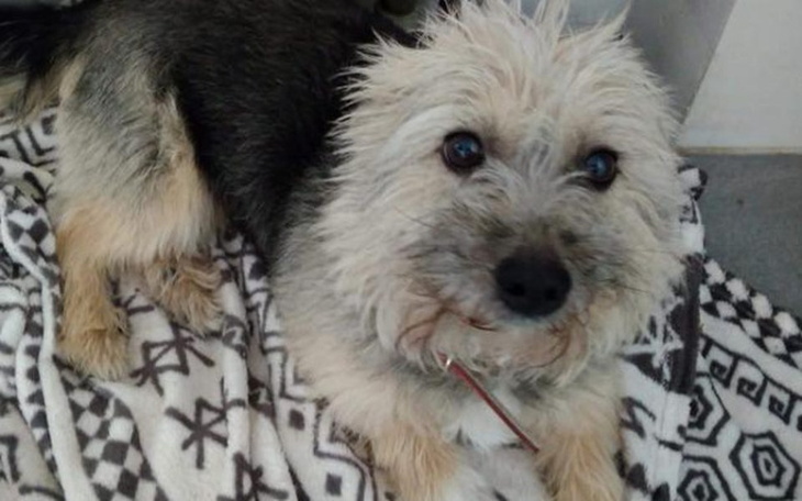 Zbiórka Toniemy - Uratuj KARUNĘ - zdjęcie główne