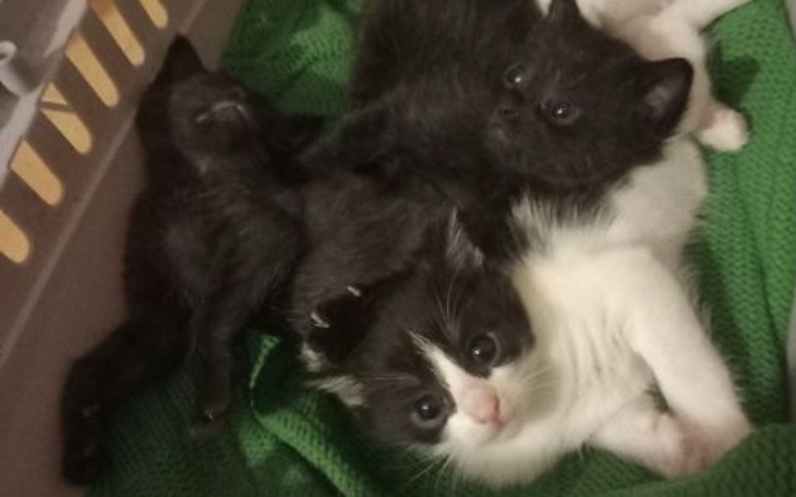 Zbiórka Kolejne pyszczki z kartonu. - zdjęcie główne