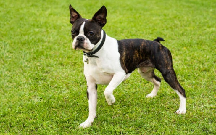 Zbiórka Zbieram na piesa dla mojego syna - zdjęcie główne