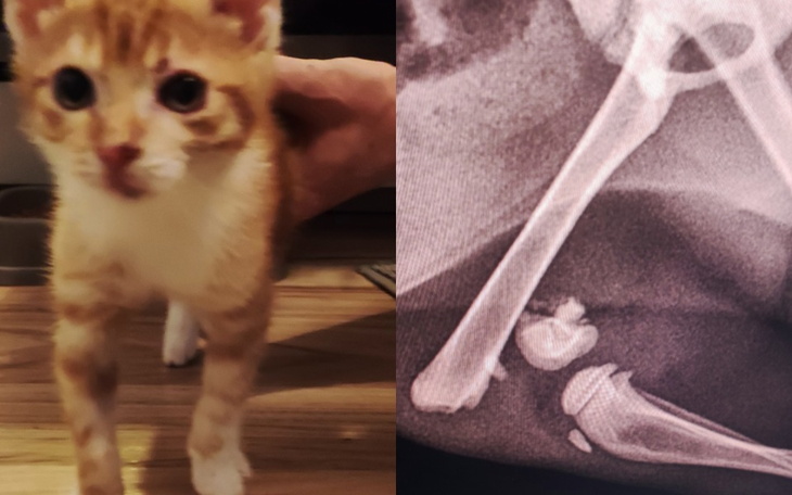 Zbiórka Operacja Pumpkina - zdjęcie główne