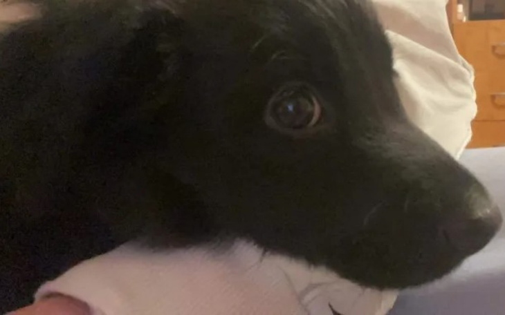 Zbiórka dla pieska na leki - zdjęcie główne