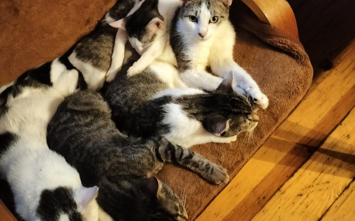 Zbiórka Pomoc kotom z ulicy - zdjęcie główne