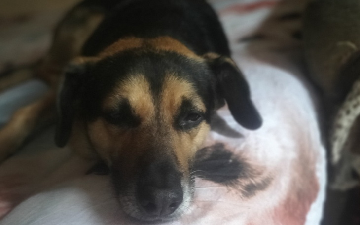 Pies leży na łóżku, wygląda na zrelaksowanego.