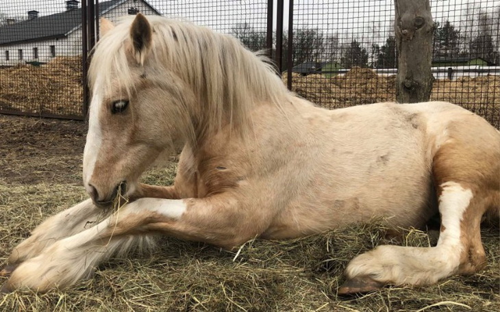 Zbiórka Wygrać życie w czasach pandemii - zdjęcie główne