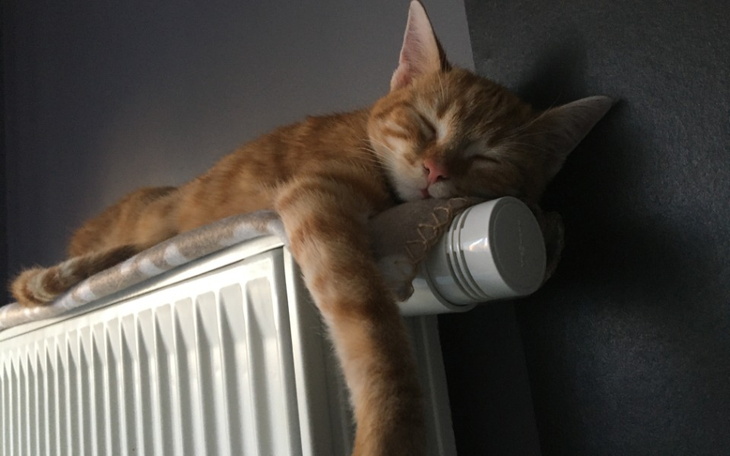 Kot śpiący na kaloryferze, zrelaksowany i spokojny.